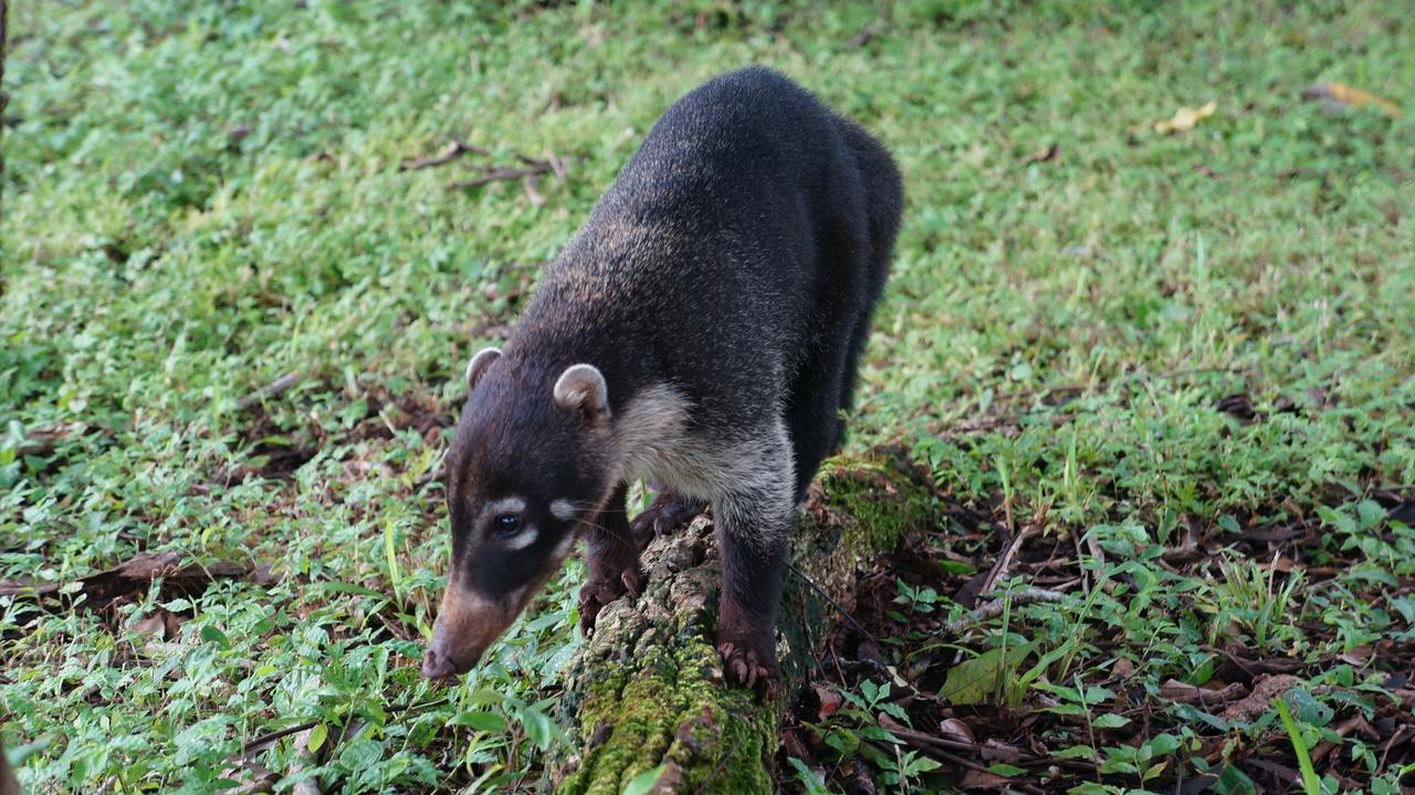 Alouatta Playa Coyote Hostel San Francisco de Coyote Екстериор снимка